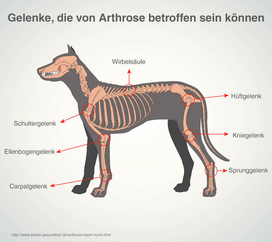 Arthrose beim Hund - häufig betroffene Stellen